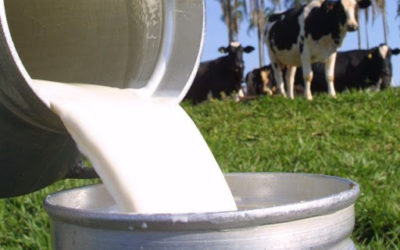 Conseleite-MT é lançado com objetivo de fomentar a cadeia do leite