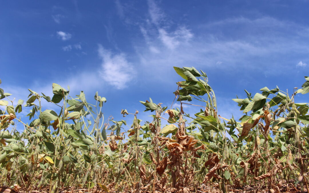 Pelo menos 20% da produção de soja em Campo Verde deve ser comprometida