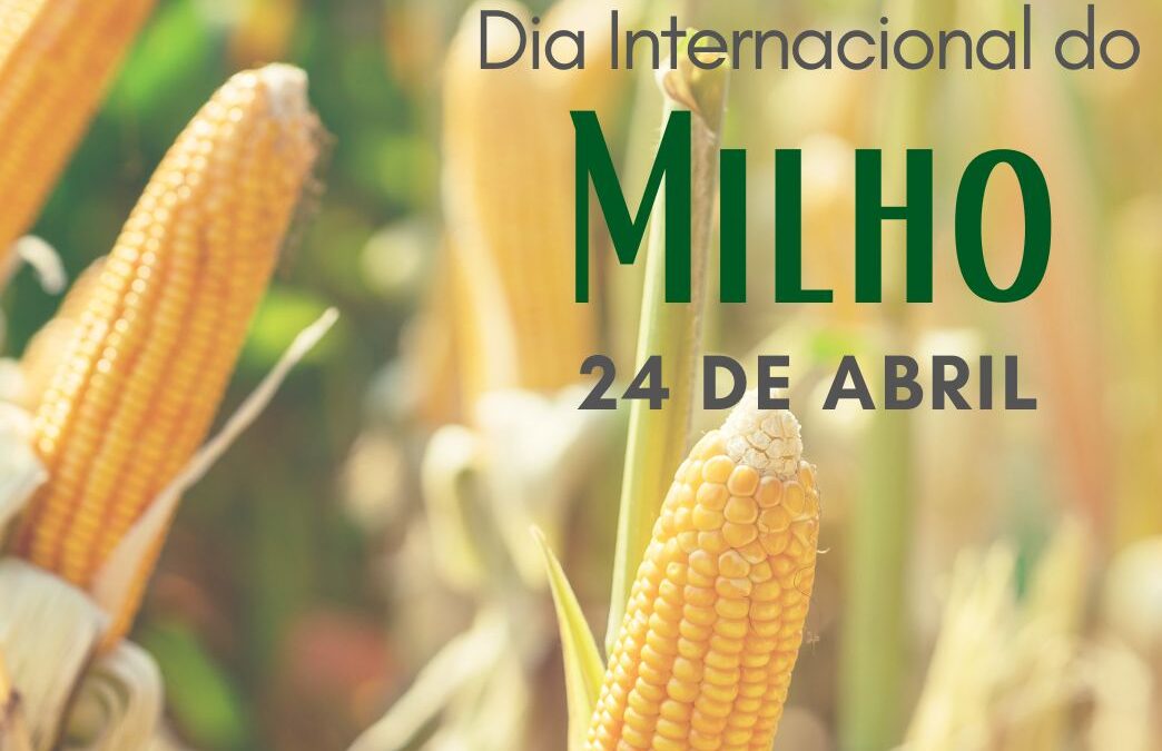 24 de abril: Dia Internacional do Milho
