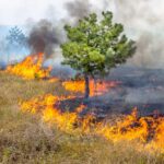 Nota informativa – prevenção de incêndios florestais
