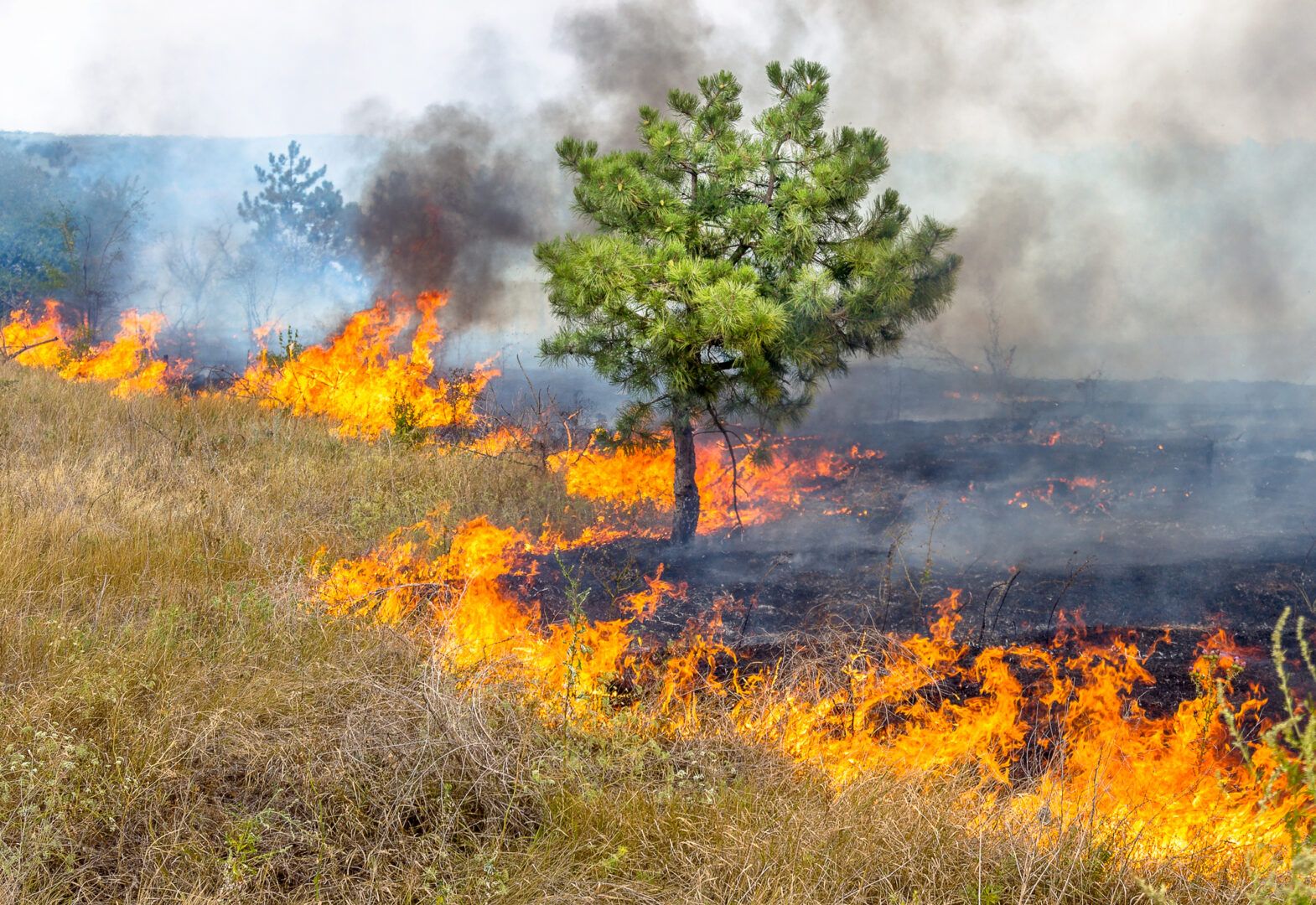 Nota informativa – prevenção de incêndios florestais