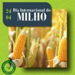 Dia Internacional do Milho celebra importância do grão para o campo e para o mundo