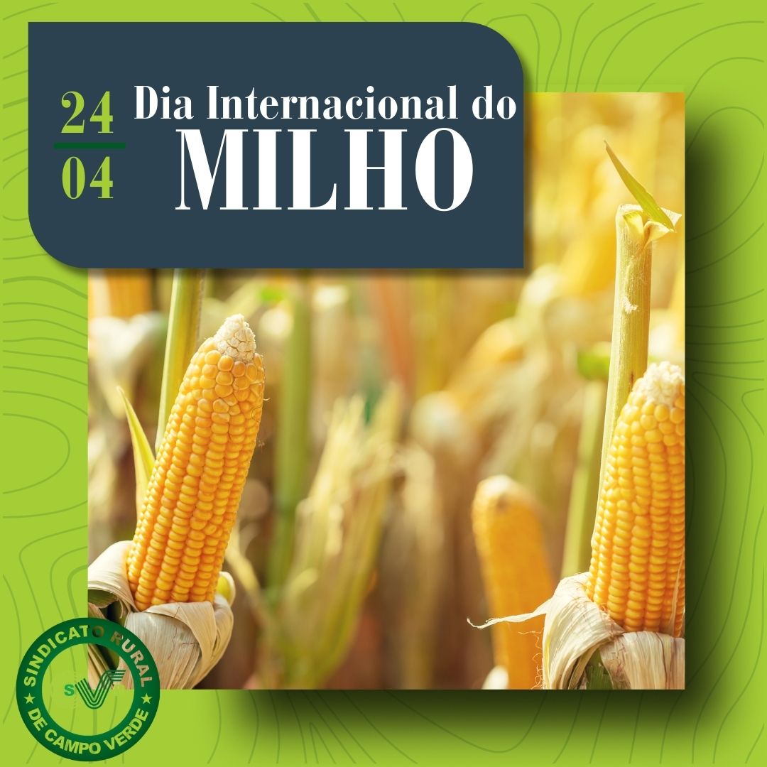 Dia Internacional do Milho celebra importância do grão para o campo e para o mundo